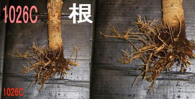 フェニックスロベレニー Part 5 < ペット/手芸/園芸  フェニックスロベレニー Part 5 < ペット/手芸/園芸の