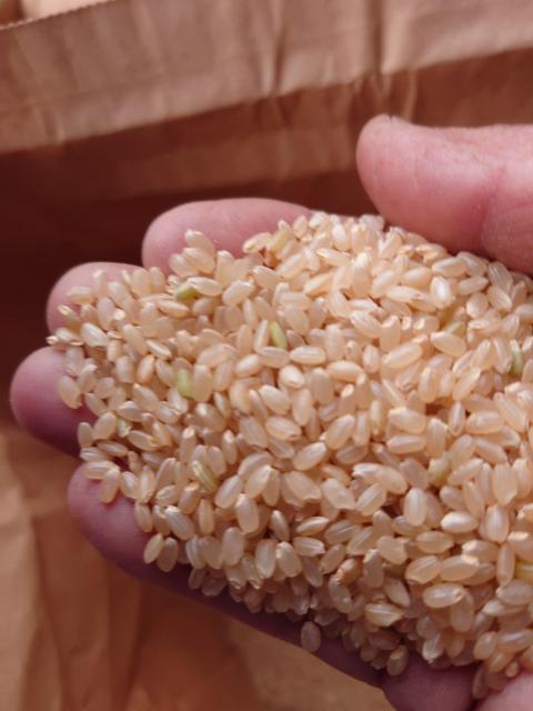 青森県弘前産の令和7年産「 まっしぐら」玄米24kgです。農家直送 < グルメ/ドリンク 青森県弘前産の令和7年産「 まっしぐら」玄米24kgです。農家直送 < グルメ/ドリンクの