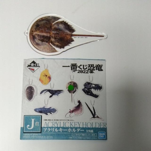 Ԃ@@2022  J܁@ANL[z_[@B   Aj/R~bN/LN^[ 