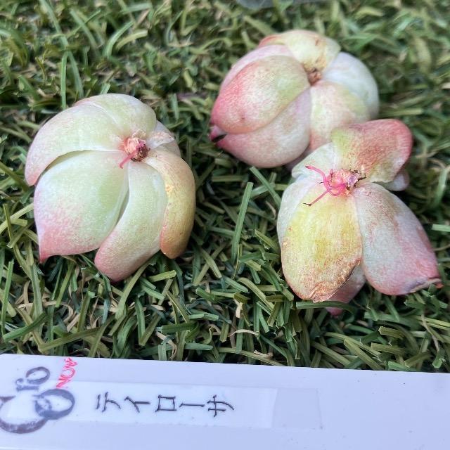 �e�C���[�T ���� �����A�� �؍��c �J�b�g�c ���c �e�C���T �� �y�b�g/��|/���|�� 