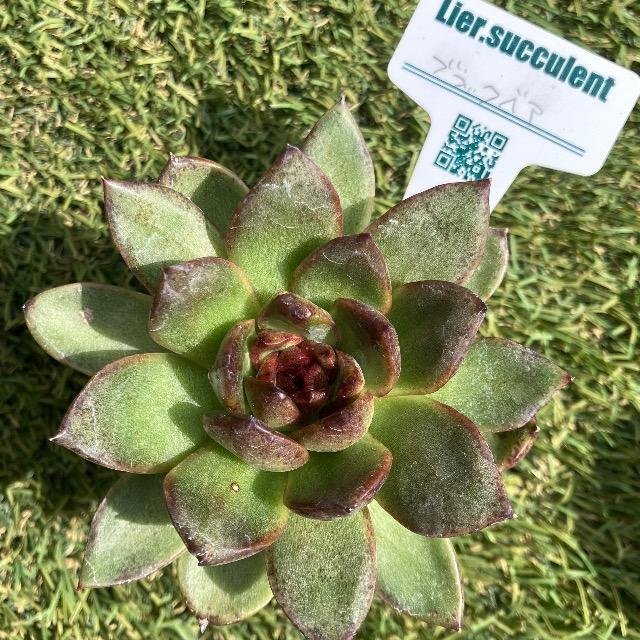 ブラックベア 抜き苗 多肉 多肉植物 黒多肉 紫多肉 1苗 リエール ムチムチ < ペット/手芸/園芸 ブラックベア 抜き苗 多肉 多肉植物 黒多肉 紫多肉 1苗 リエール ムチムチ < ペット/手芸/園芸の