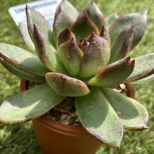 ブラックベア 抜き苗 多肉 多肉植物 黒多肉 紫多肉 1苗 リエール ムチムチ < ペット/手芸/園芸 ブラックベア 抜き苗 多肉 多肉植物 黒多肉 紫多肉 1苗 リエール ムチムチ < ペット/手芸/園芸の