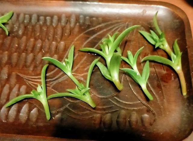 ◆カンナ メセンブリン カット 10本 < ペット/手芸/園芸  ◆カンナ メセンブリン カット 10本  < ペット/手芸/園芸の