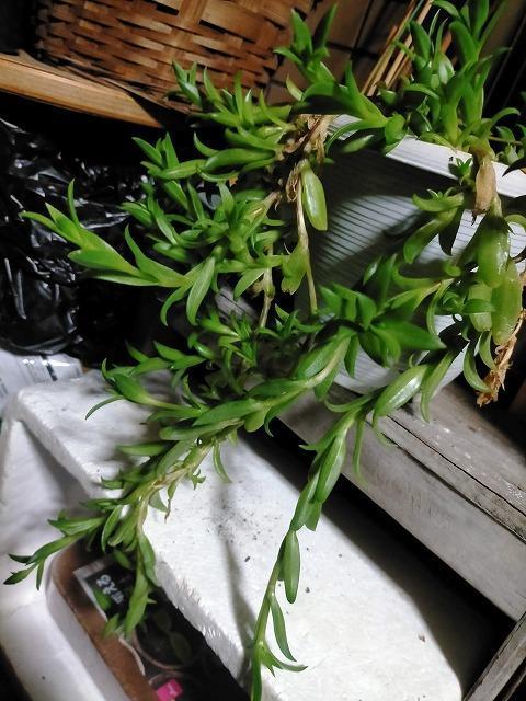 ◆カンナ メセンブリン カット 10本 < ペット/手芸/園芸  ◆カンナ メセンブリン カット 10本 < ペット/手芸/園芸の