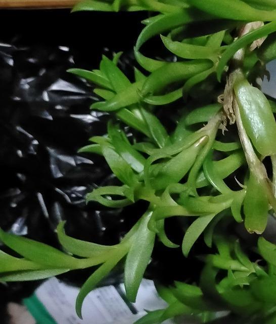 ◆カンナ メセンブリン カット 10本 < ペット/手芸/園芸  ◆カンナ メセンブリン カット 10本 < ペット/手芸/園芸の