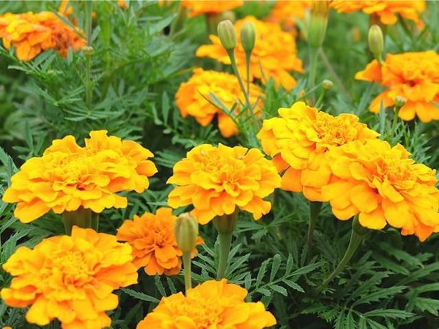 VR}[S[h̉ԎAʂT痱AԔpbN{Iׂei{Sł_(^o^)^  ybg/|/| 