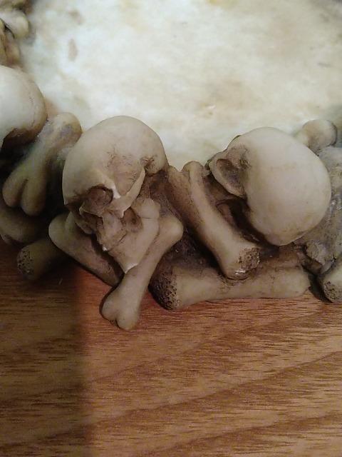 中古(未使用)ドクロ骸骨スカル灰皿 陶器製 < インテリア/ライフ  中古(未使用)ドクロ骸骨スカル灰皿 陶器製 < インテリア/ライフの