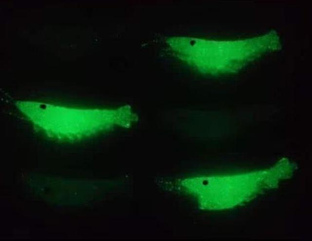 超お買い得 最安値790円◎人気 小エビソフトワーム 100個入り < レジャー/スポーツ  超お買い得 最安値790円◎人気 小エビソフトワーム 100個入り < レジャー/スポーツの