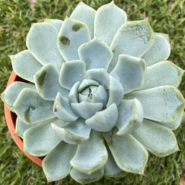 ホワイトザラゴーサ 抜き苗 多肉 多肉植物 お粉 < ペット/手芸/園芸 ホワイトザラゴーサ 抜き苗 多肉 多肉植物 お粉 < ペット/手芸/園芸の