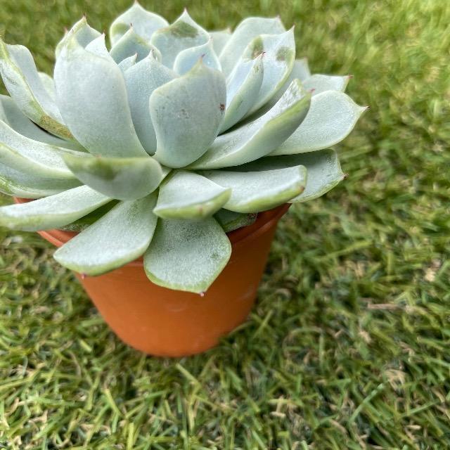 ホワイトザラゴーサ 抜き苗 多肉 多肉植物 お粉 < ペット/手芸/園芸 ホワイトザラゴーサ 抜き苗 多肉 多肉植物 お粉 < ペット/手芸/園芸の