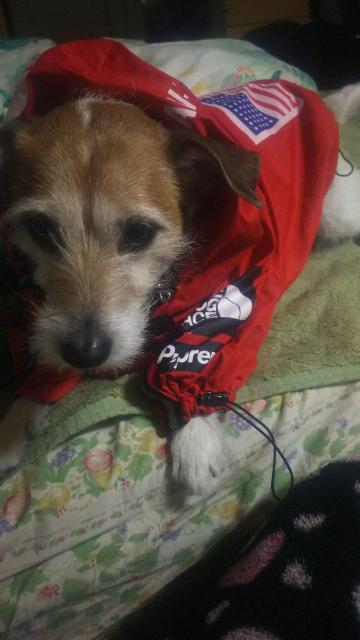 THEDOGFACE 犬服ジャンパー 赤 XL < ペット/手芸/園芸 THEDOGFACE 犬服ジャンパー 赤 XL < ペット/手芸/園芸の