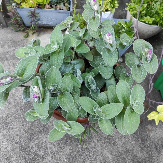 多肉植物☆トラディスカンティア ベルベット 白雪姫 ホワイトベルベット < ペット/手芸/園芸 多肉植物☆トラディスカンティア ベルベット 白雪姫 ホワイトベルベット < ペット/手芸/園芸の