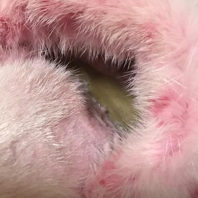 �����A ���K�i ���C���B�g�� �~���N�t�@�[ ���[���V���[�Y �X���b�p �s���N ��23cm �� �u�����h�� 