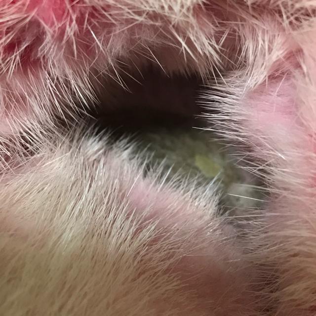 �����A ���K�i ���C���B�g�� �~���N�t�@�[ ���[���V���[�Y �X���b�p �s���N ��23cm �� �u�����h�� 