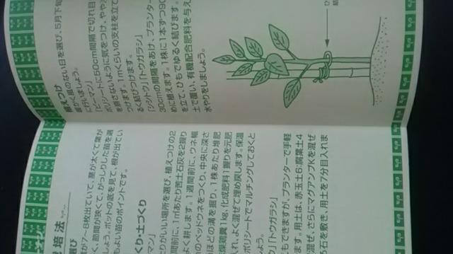 家庭菜園、ピーマン・シシトウ・トウガラシ・栽培方法冊子 < ペット/手芸/園芸  家庭菜園、ピーマン・シシトウ・トウガラシ・栽培方法冊子 < ペット/手芸/園芸の