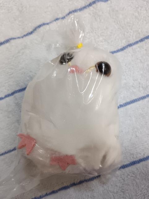 �G�b�z�G�b�z�A�߂�ӂ��낤�̂߂߂���}�X�R�b�g�ʂ������  �� ��������� 