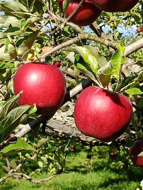 青森りんご 紅玉 訳あり 酸味が強い香りもよく生のまま食べると甘酸っぱくて濃厚な味わい 2.5s約12個 変動あり【6133】 < グルメ/ドリンク  青森りんご 紅玉 訳あり 酸味が強い香りもよく生のまま食べると甘酸っぱくて濃厚な味わい 2.5s約12個 変動あり【6133】 < グルメ/ドリンクの