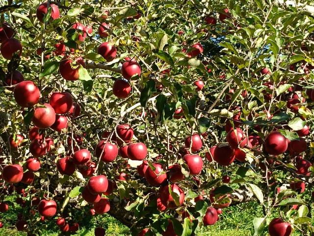 青森りんご 紅玉 訳あり 酸味が強い香りもよく生のまま食べると甘酸っぱくて濃厚な味わい 2.5s約12個 変動あり【6133】 < グルメ/ドリンク  青森りんご 紅玉 訳あり 酸味が強い香りもよく生のまま食べると甘酸っぱくて濃厚な味わい 2.5s約12個 変動あり【6133】 < グルメ/ドリンクの