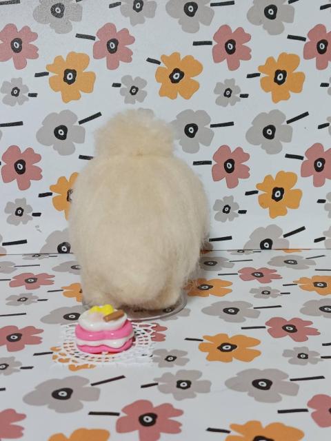 ふわふわ小さなマルチーズ < ペット/手芸/園芸 ふわふわ小さなマルチーズ < ペット/手芸/園芸の