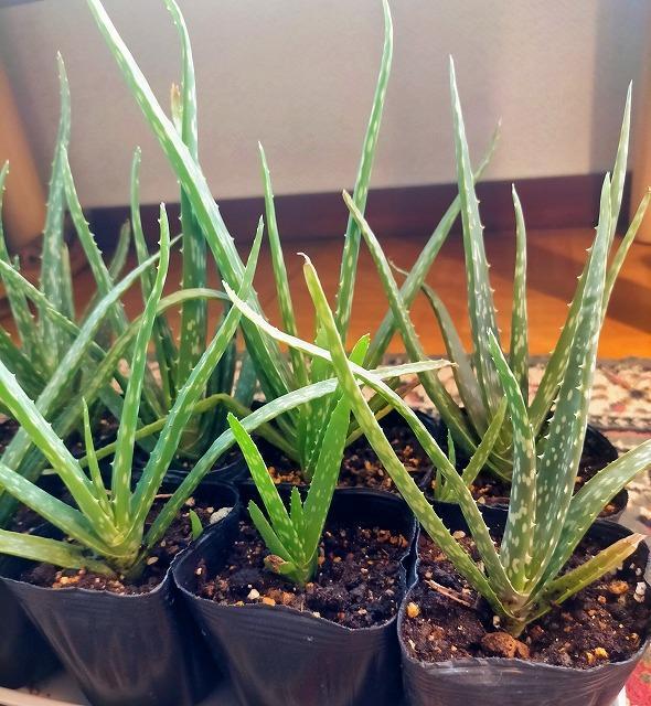 ◆アロエベラ 苗 多肉植物 抜き苗 10〜15cm 6株 無農薬 < ペット/手芸/園芸  ◆アロエベラ 苗 多肉植物 抜き苗 10〜15cm 6株 無農薬  < ペット/手芸/園芸の