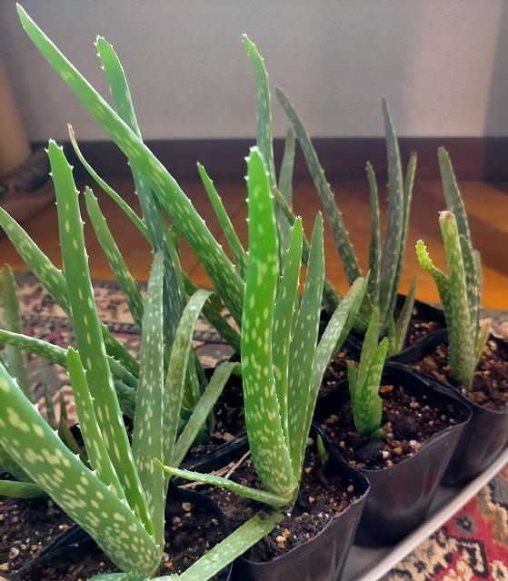 ◆アロエベラ 苗 多肉植物 抜き苗 10〜15cm 6株 無農薬 < ペット/手芸/園芸  ◆アロエベラ 苗 多肉植物 抜き苗 10〜15cm 6株 無農薬 < ペット/手芸/園芸の