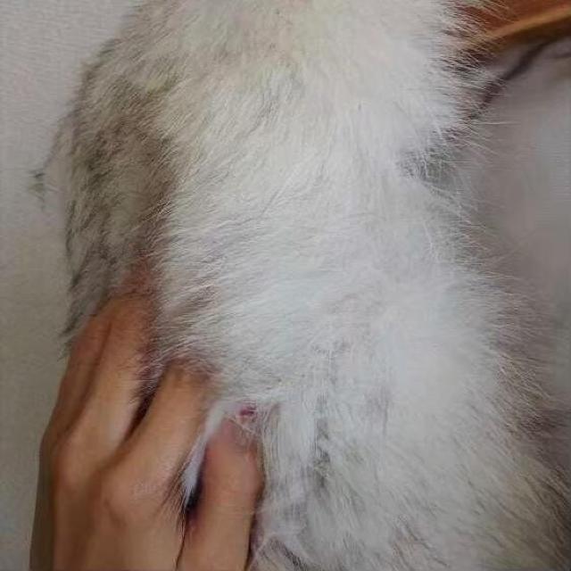 ��SAGA FOX/�u���[�t�H�b�N�X�V���[�������l��*������*������������!! �� �����t�@�b�V������ 