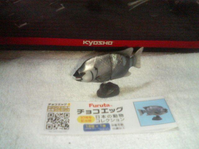 フルタ  10周年  日本の動物コレクション    イシダイ♂ < ホビー  フルタ  10周年  日本の動物コレクション    イシダイ♂  < ホビーの