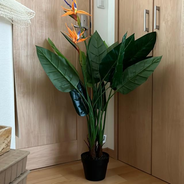 �l�H�ϗt�A���X�g�����`�A  �� �C���e���A/���C�t�� 