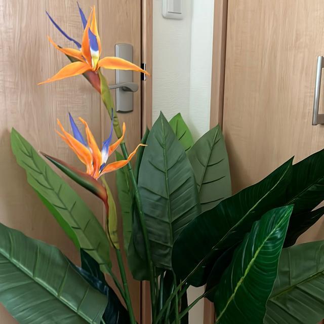 �l�H�ϗt�A���X�g�����`�A �� �C���e���A/���C�t�� 