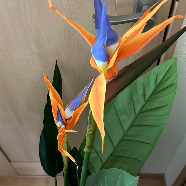 �l�H�ϗt�A���X�g�����`�A �� �C���e���A/���C�t�� 