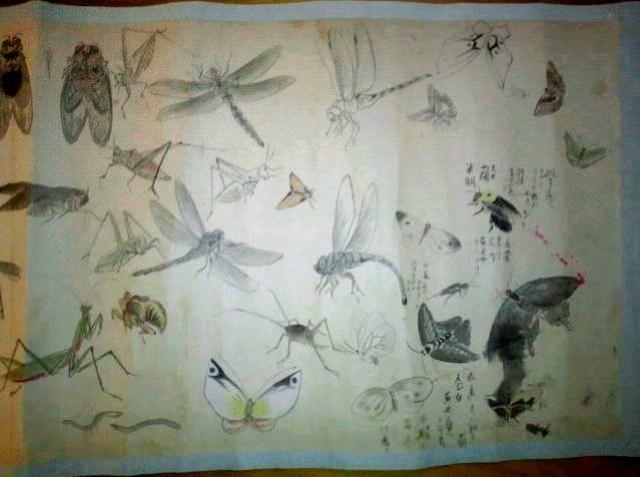 絵画 掛軸 作者不詳の肉筆虫類画巻 120図以上 真作保証 原画 < ホビー  絵画 掛軸 作者不詳の肉筆虫類画巻 120図以上 真作保証 原画  < ホビーの