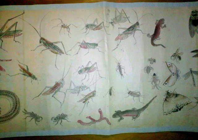 絵画 掛軸 作者不詳の肉筆虫類画巻 120図以上 真作保証 原画 < ホビー  絵画 掛軸 作者不詳の肉筆虫類画巻 120図以上 真作保証 原画 < ホビーの