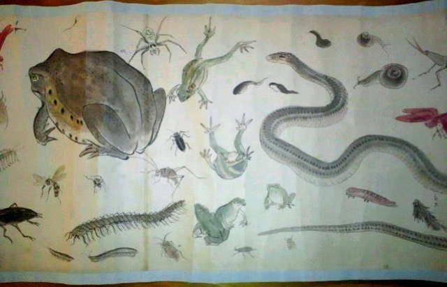 絵画 掛軸 作者不詳の肉筆虫類画巻 120図以上 真作保証 原画 < ホビー  絵画 掛軸 作者不詳の肉筆虫類画巻 120図以上 真作保証 原画 < ホビーの