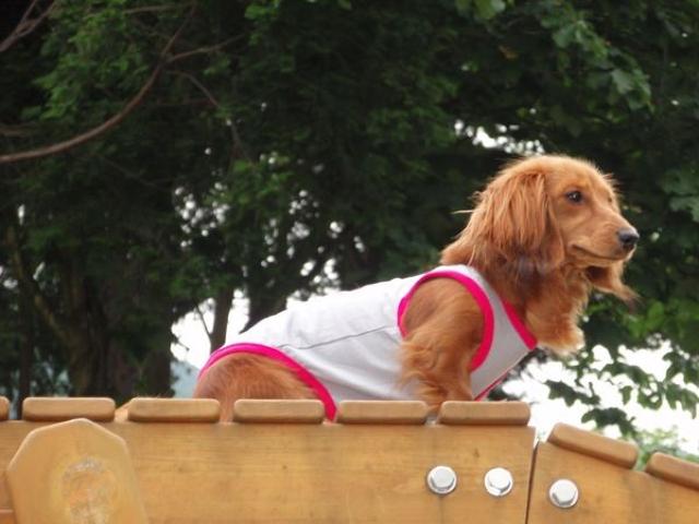 adidogタンクトップ 4号 (S) スカイブルー★新品 〜3kg位 < ペット/手芸/園芸  adidogタンクトップ 4号 (S) スカイブルー★新品 〜3kg位 < ペット/手芸/園芸の