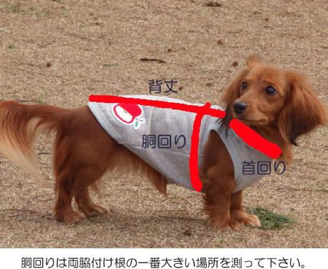 adidogタンクトップ 4号 (S) スカイブルー★新品 〜3kg位 < ペット/手芸/園芸  adidogタンクトップ 4号 (S) スカイブルー★新品 〜3kg位 < ペット/手芸/園芸の