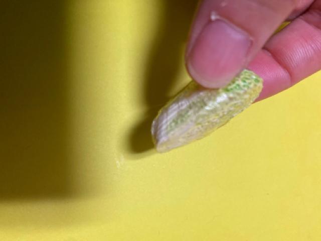 ミニチュア☆白菜1/2 < ホビー  ミニチュア☆白菜1/2 < ホビーの