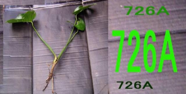 モンステラ苗5点+タニワタリ苗5点 < ペット/手芸/園芸  モンステラ苗5点+タニワタリ苗5点  < ペット/手芸/園芸の