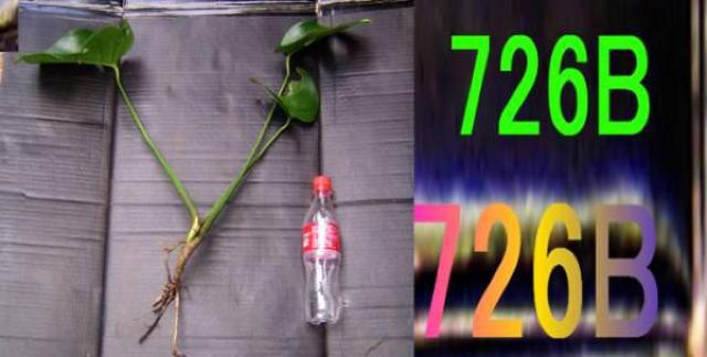 モンステラ苗5点+タニワタリ苗5点 < ペット/手芸/園芸  モンステラ苗5点+タニワタリ苗5点 < ペット/手芸/園芸の