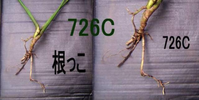 モンステラ苗5点+タニワタリ苗5点 < ペット/手芸/園芸  モンステラ苗5点+タニワタリ苗5点 < ペット/手芸/園芸の