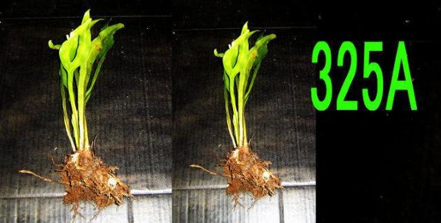モンステラ苗5点+タニワタリ苗5点 < ペット/手芸/園芸  モンステラ苗5点+タニワタリ苗5点 < ペット/手芸/園芸の