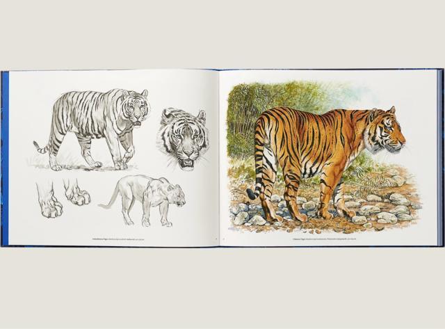 �G�����X Ferocious and Fragile book �A�j�}���u�b�N �� �u�����h�� 