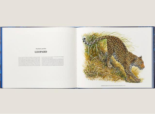 �G�����X Ferocious and Fragile book �A�j�}���u�b�N �� �u�����h�� 