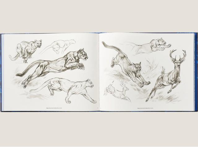 �G�����X Ferocious and Fragile book �A�j�}���u�b�N �� �u�����h�� 