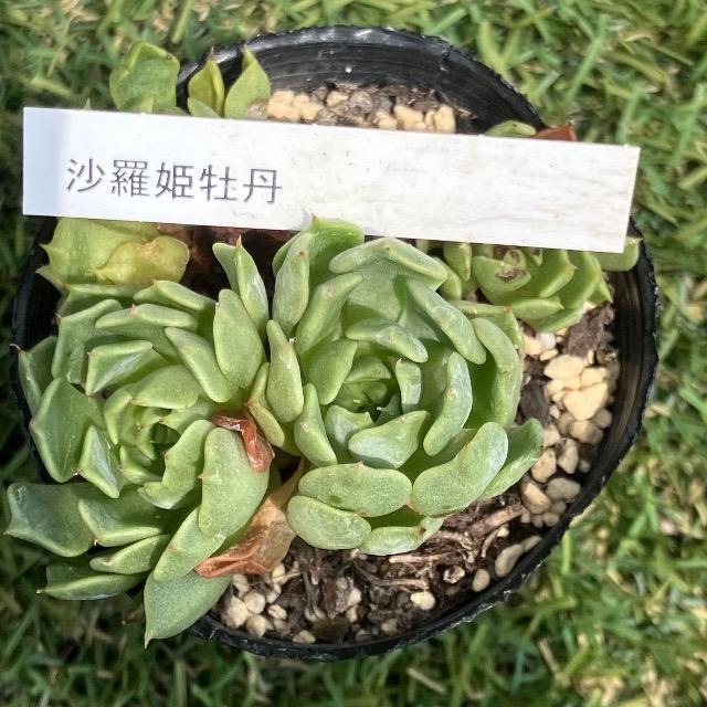 沙羅姫牡丹 多肉 多肉植物 抜き苗 サラヒメ 双頭 < ペット/手芸/園芸  沙羅姫牡丹 多肉 多肉植物 抜き苗 サラヒメ 双頭  < ペット/手芸/園芸の