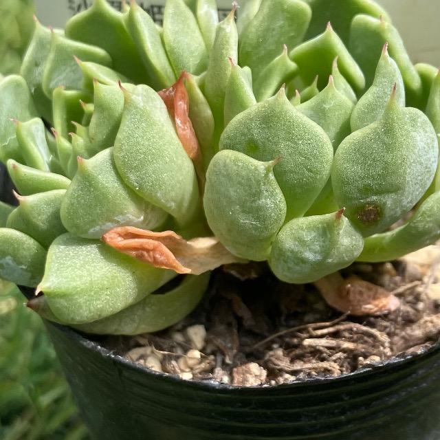 沙羅姫牡丹 多肉 多肉植物 抜き苗 サラヒメ 双頭 < ペット/手芸/園芸  沙羅姫牡丹 多肉 多肉植物 抜き苗 サラヒメ 双頭 < ペット/手芸/園芸の