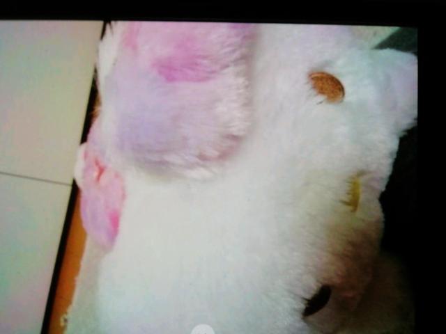 キテぃフェイスドッド柄フワモコてぃッシュかばーピンク系 < 女性ファッション  キテぃフェイスドッド柄フワモコてぃッシュかばーピンク系 < 女性ファッションの