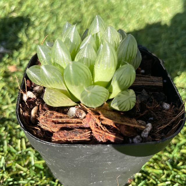 nI`A Iuc[T nIVA  c Dt Iuc[T A  ybg/|/| 