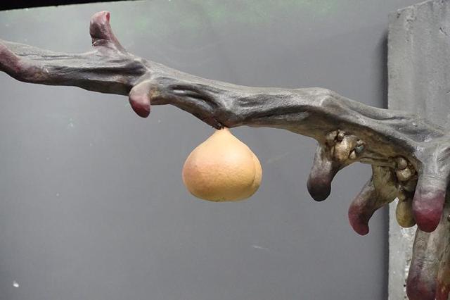 188_Fresh Peach�̖� �� �z�r�[�� 