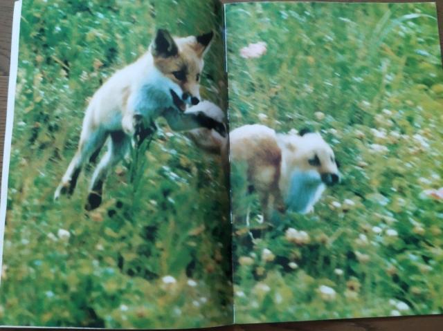 「キタキツネ物語 」東宝サンリオ 1978 映画パンフレット 半券付き 当時物 < ホビー  「キタキツネ物語 」東宝サンリオ 1978 映画パンフレット 半券付き 当時物 < ホビーの