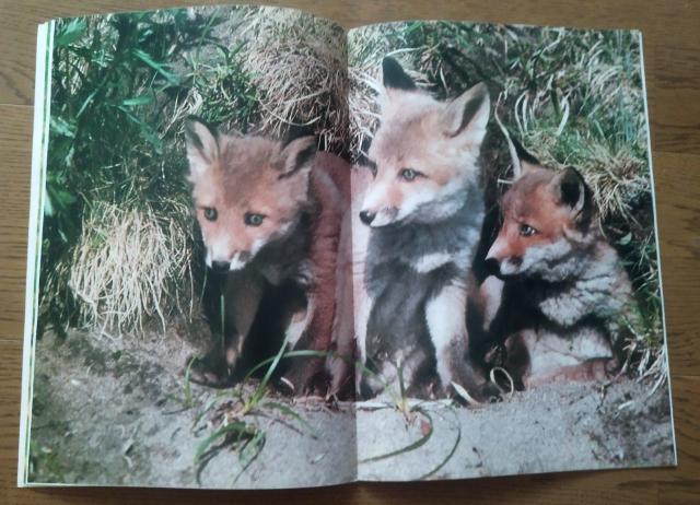 「キタキツネ物語 」東宝サンリオ 1978 映画パンフレット 半券付き 当時物 < ホビー  「キタキツネ物語 」東宝サンリオ 1978 映画パンフレット 半券付き 当時物 < ホビーの